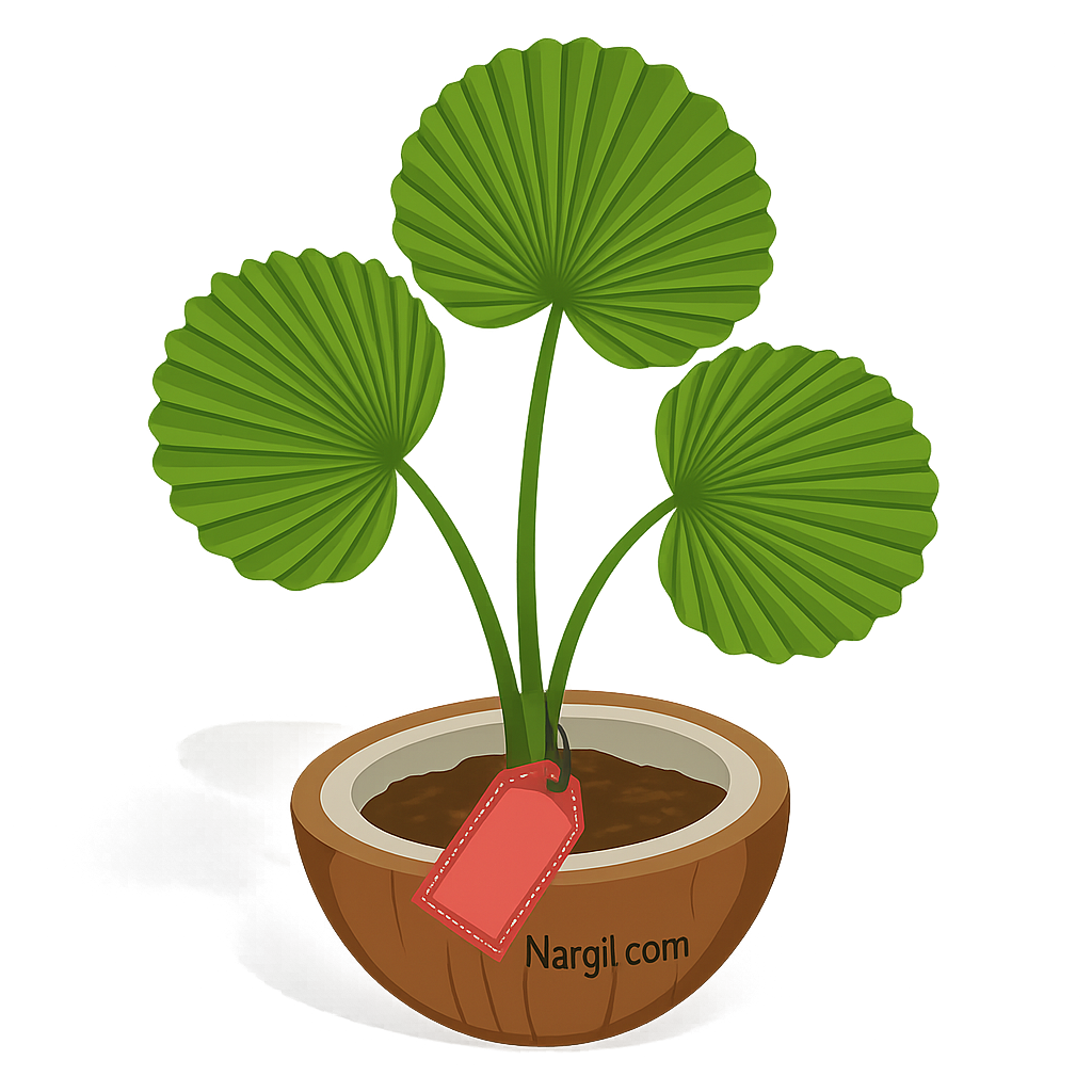  Nargil - Ruffled fan leaf palm